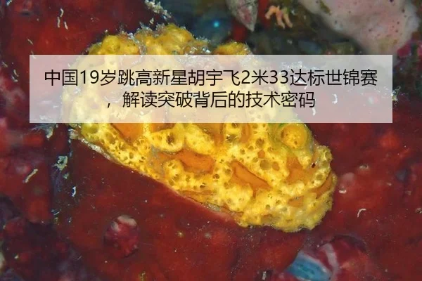 zhong-guo-sui-tiao-gao-xin-xing-hu-yu-fei-mi-da-biao-shi-jin-sai-jie-du-tu-po-bei-hou-de-ji-shu-mi-ma-2-464.jpg